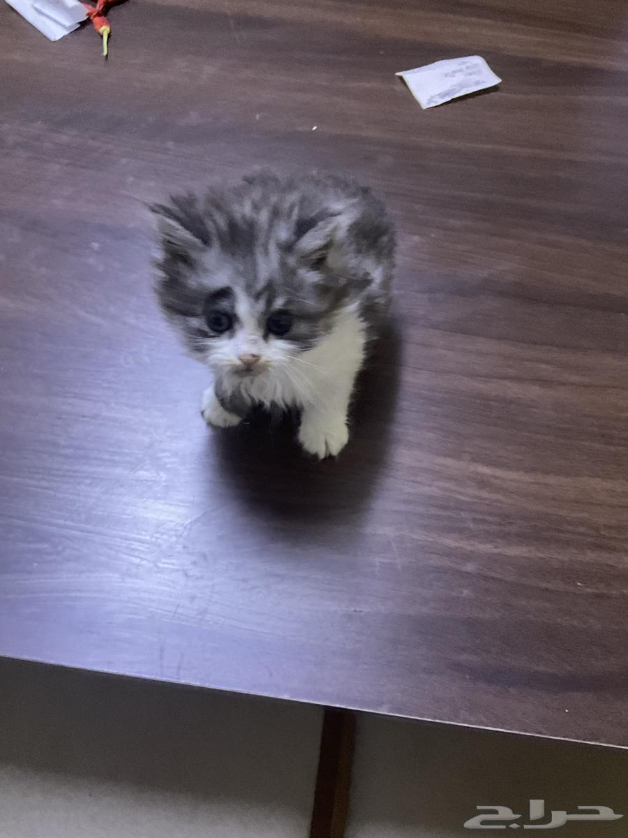 قطط صغيرة للتبني و تحتاج علاج64597923935489114
