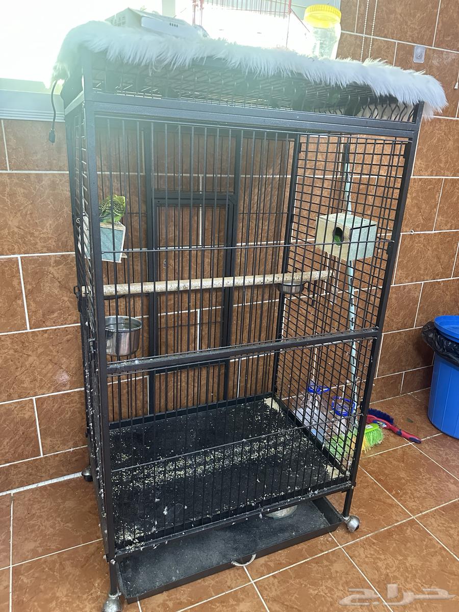 طيور الحب   قفص64598560861826110