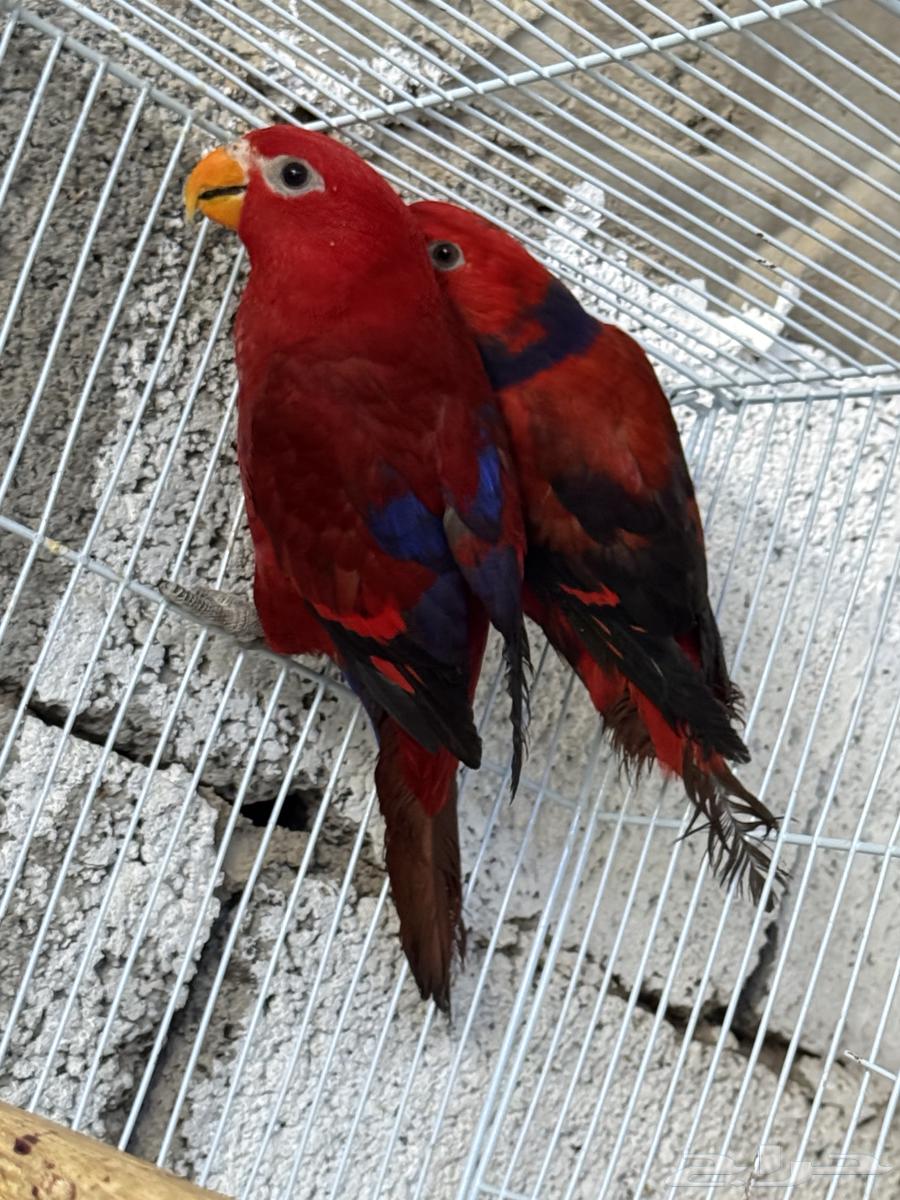 Lory Pair Reply64598523940225110