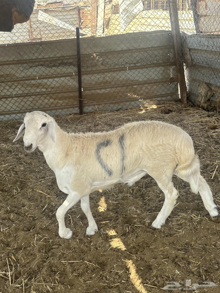 طلي حري جبر64565284069249110