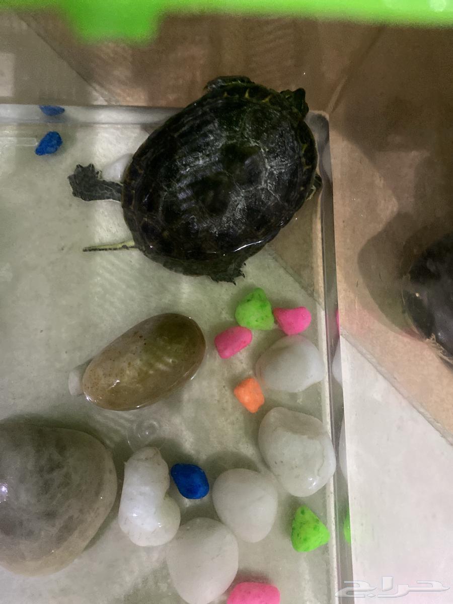 سلحفاه برمائيه مع الاكل64592793503491112