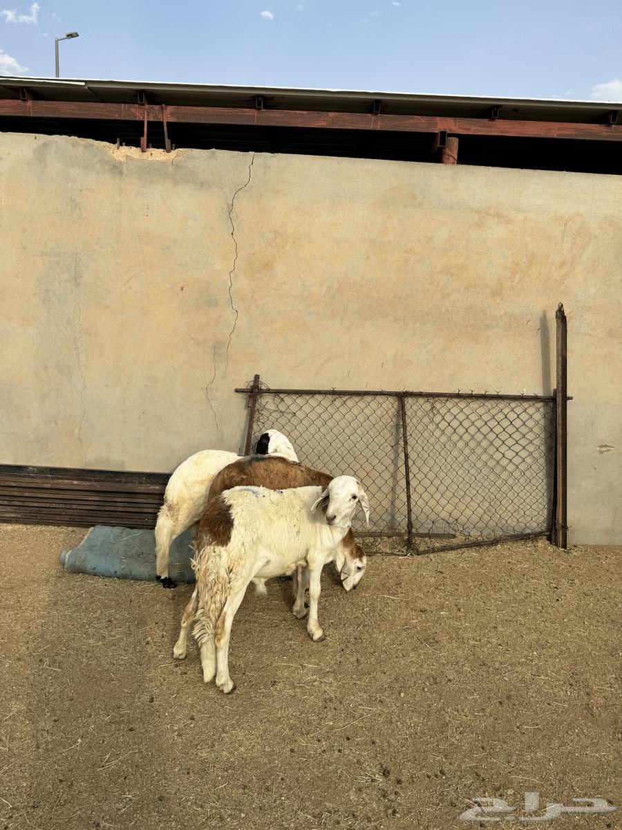 3- سواكن مرابي 3 شهور وعليها64546874389635111