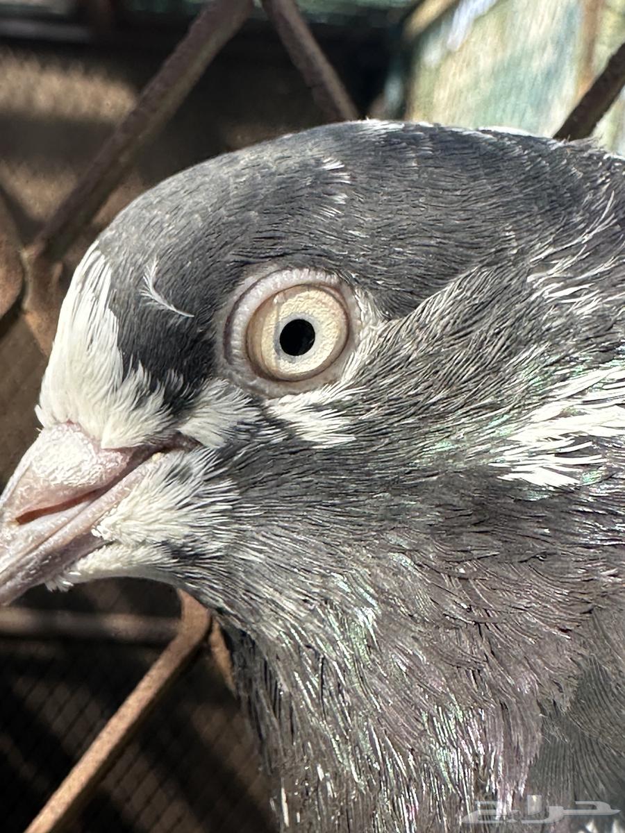 جوز تيدي64598437739779113