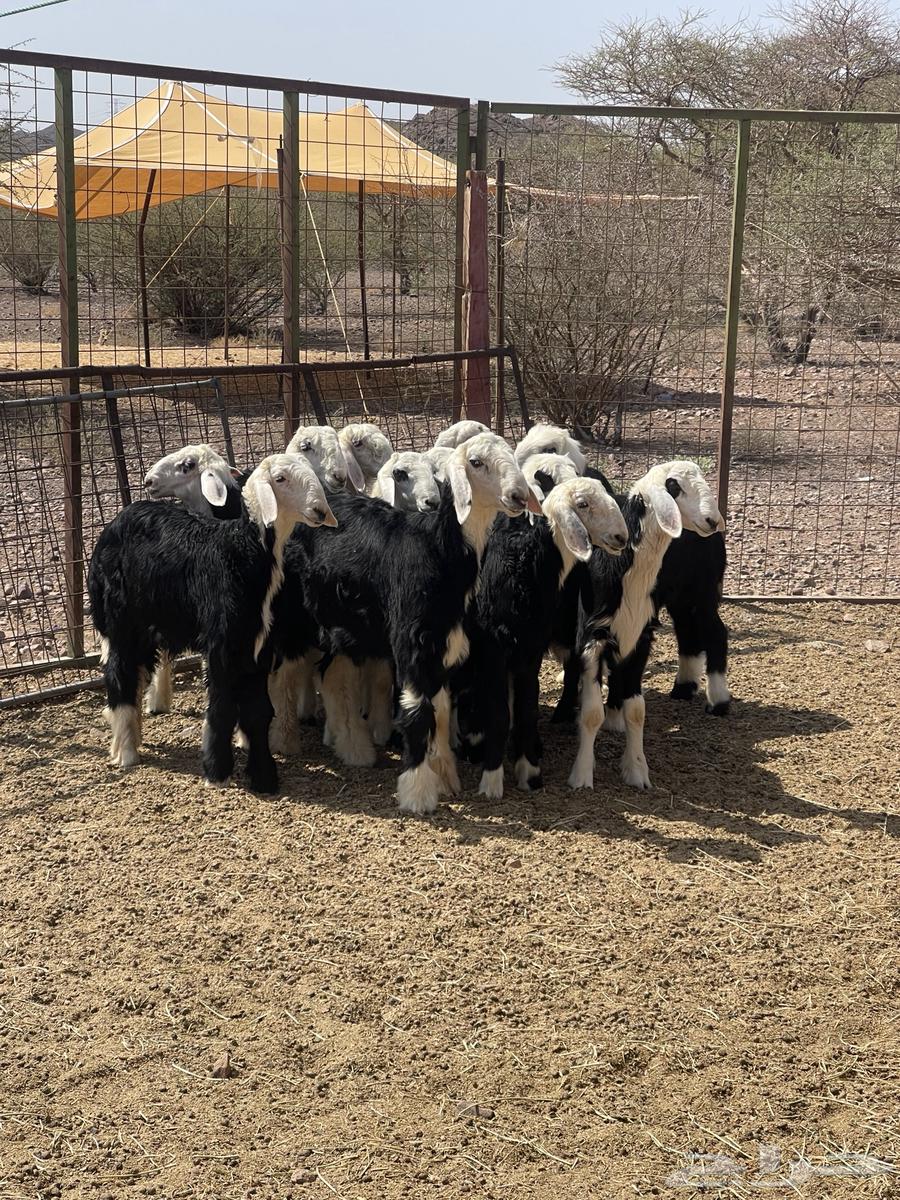 طليان نجد ( تم البيع )64598831732354114