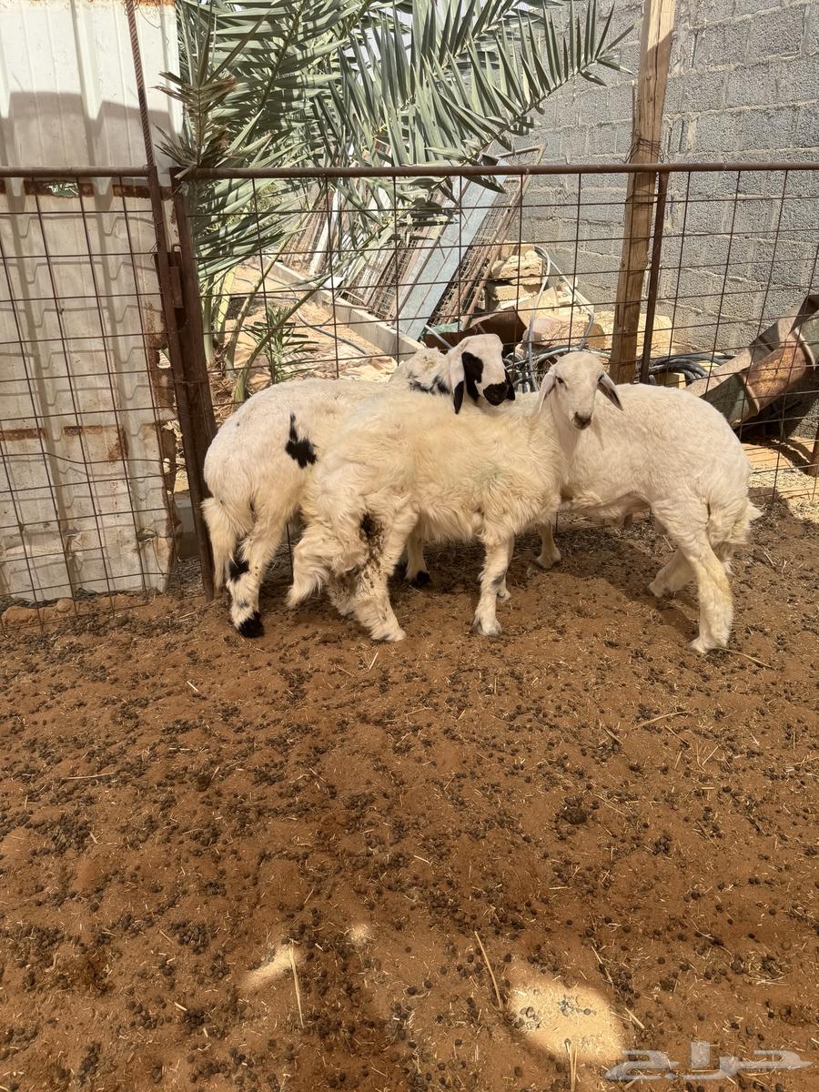 طليان حري للبيع64598708759298111