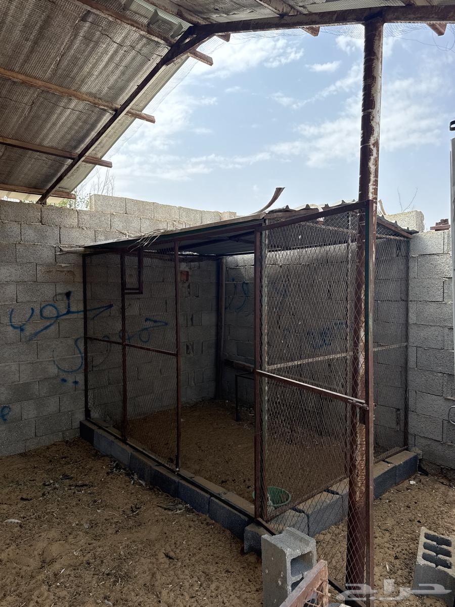 Bird net 2 in 364598770298370110