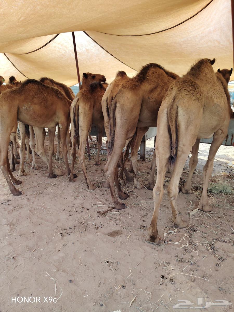 للبيع قعدان صومالي جوده طيبه64597641904642111