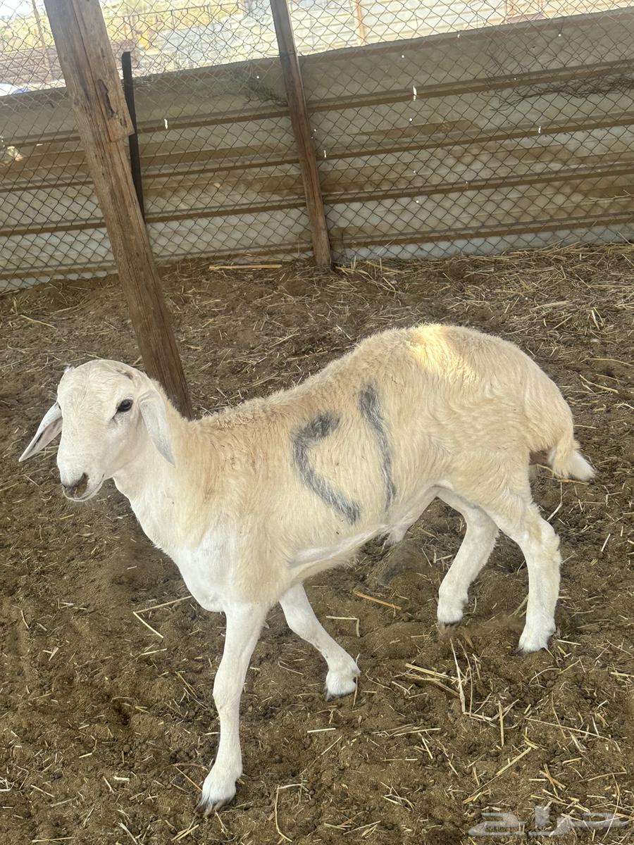 طلي حري جبر64565284069249112