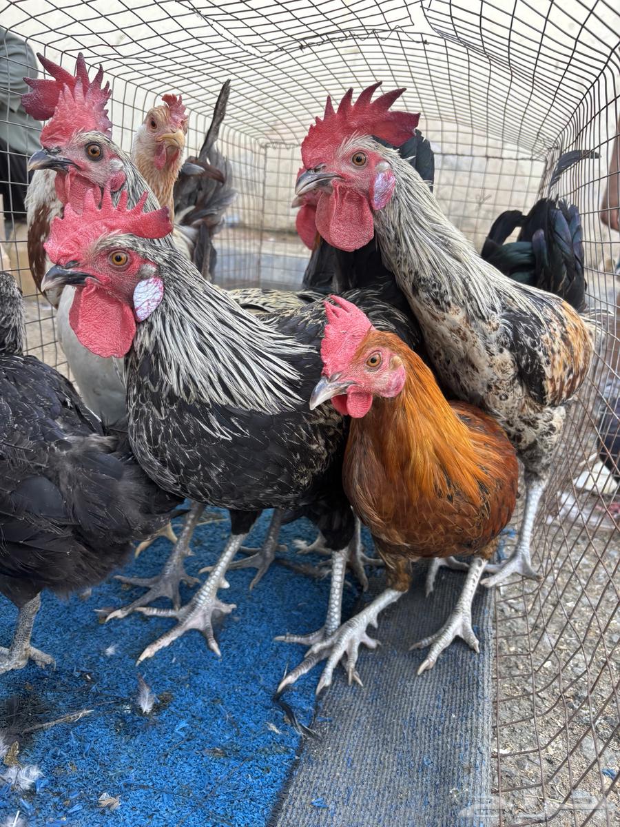 للبيع ديوك بلدي ودجاج64598203548673112