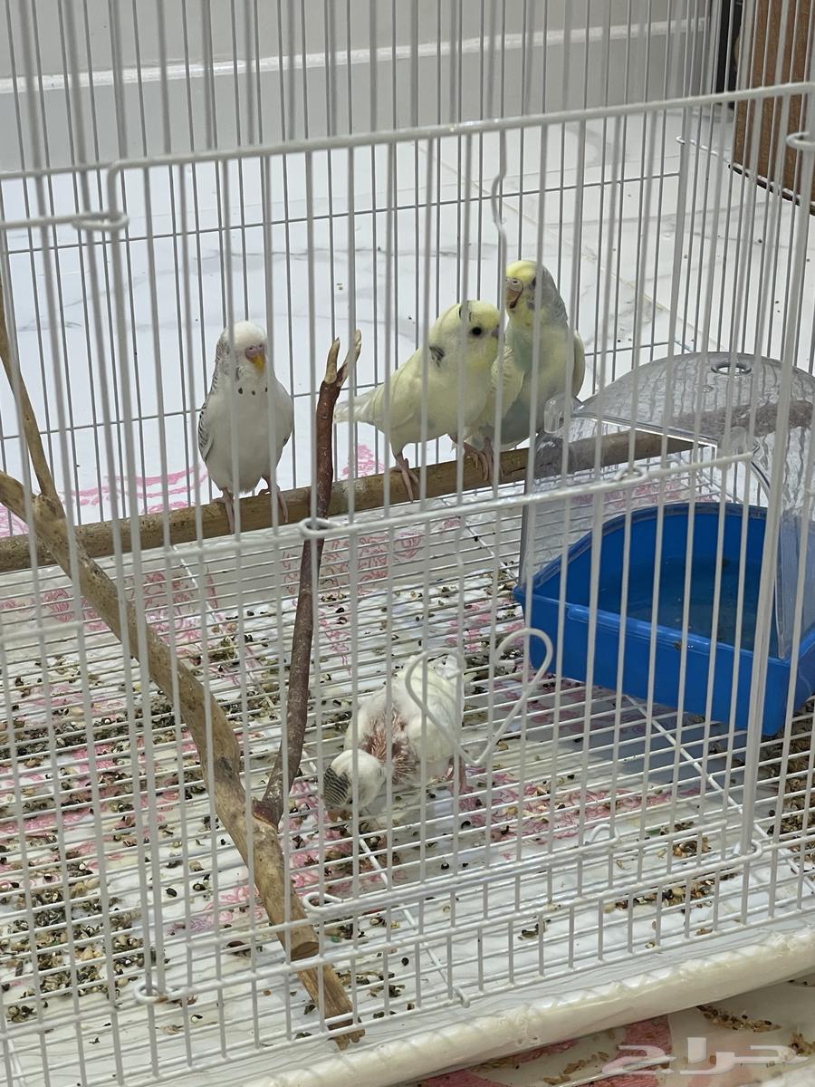 طيور بادجي وروز64597041668225110