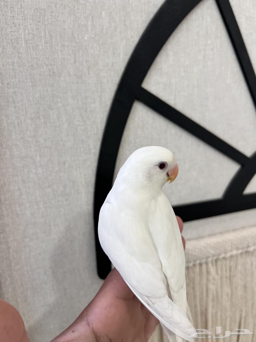 روز اللبينو الليف وهدد نهاية غر64598807164035111