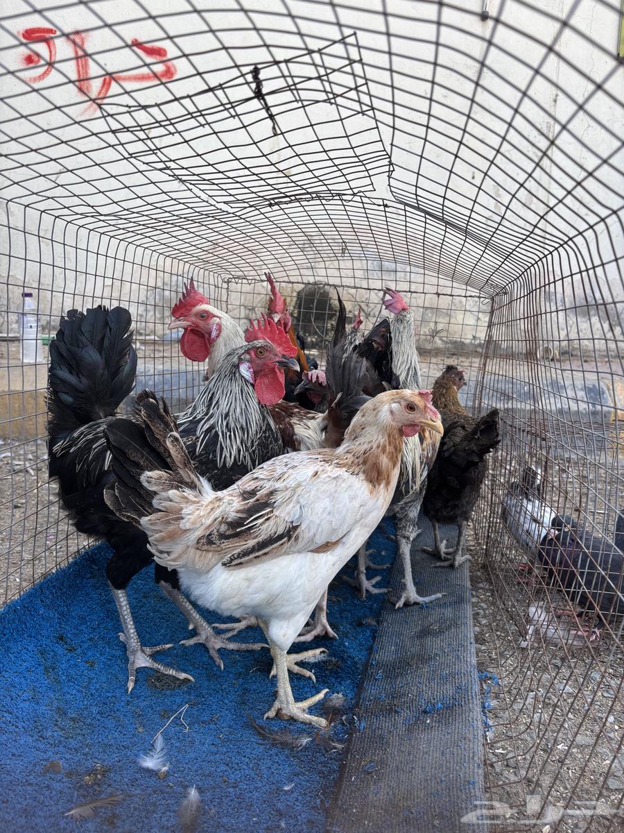 للبيع ديوك بلدي ودجاج64598203548673110