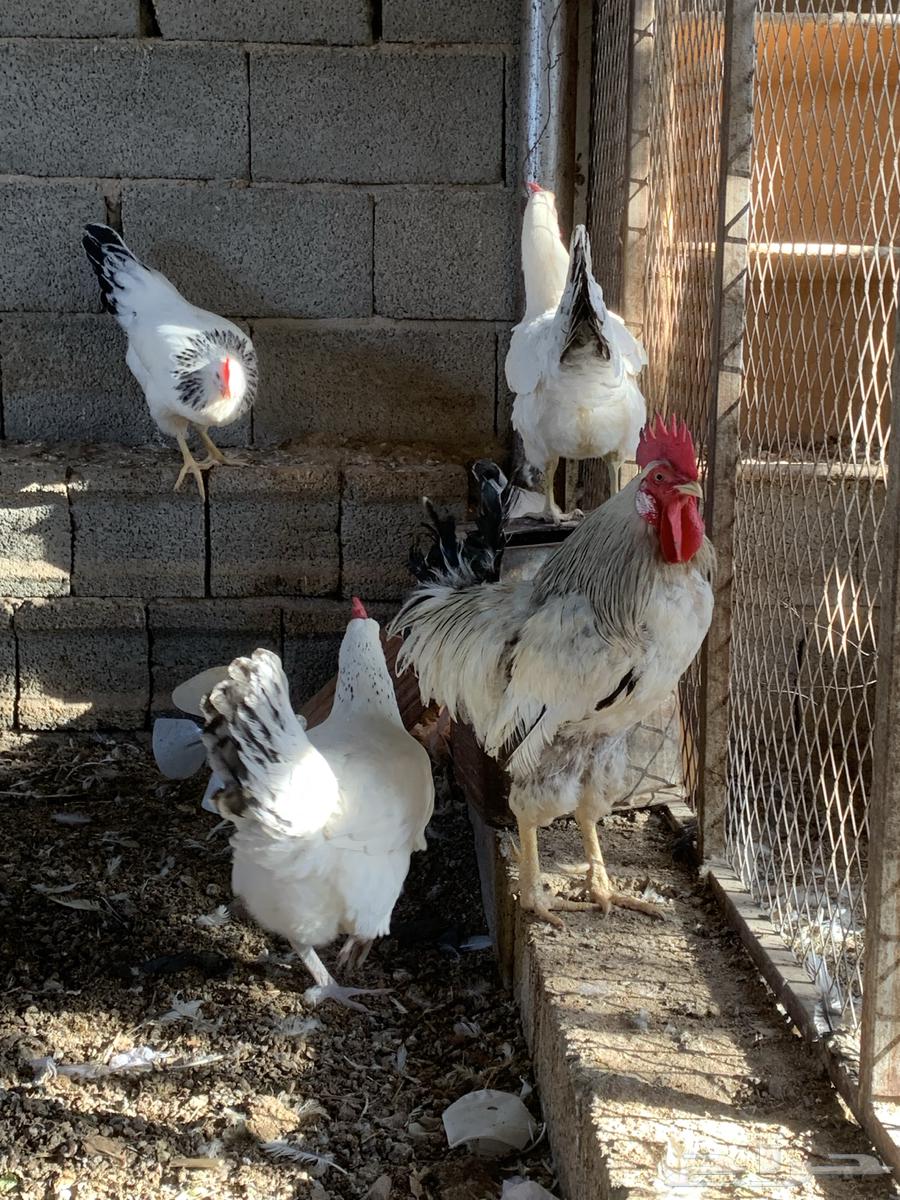 دجاج فرنسي كولمبي64598401146242112