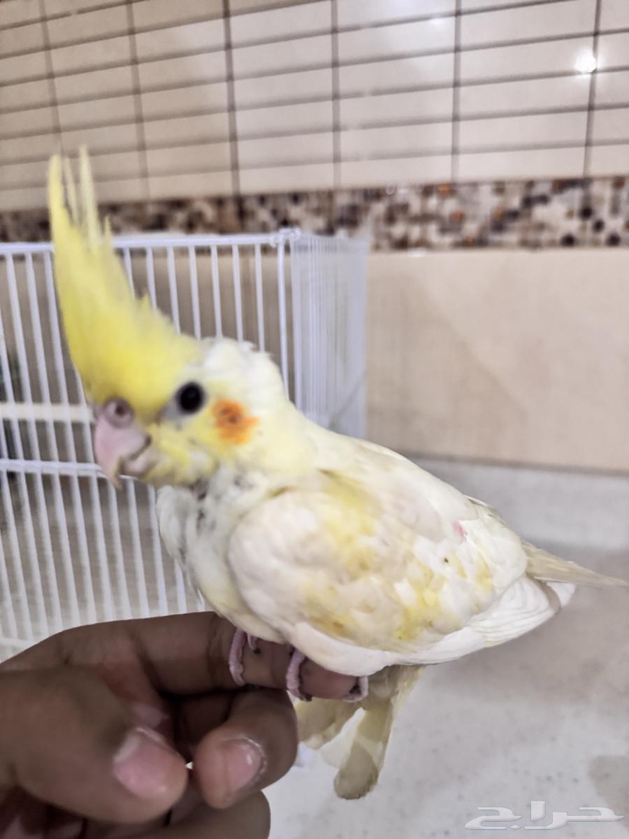 فرخ كروان اليف عمره..شهر او ازود بصحه جيده مع جميع مستلزمات64596846401281111