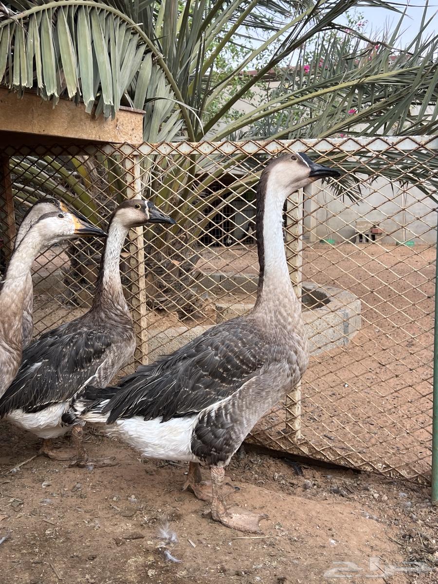 وز عراقي تم البيع64598314763138110