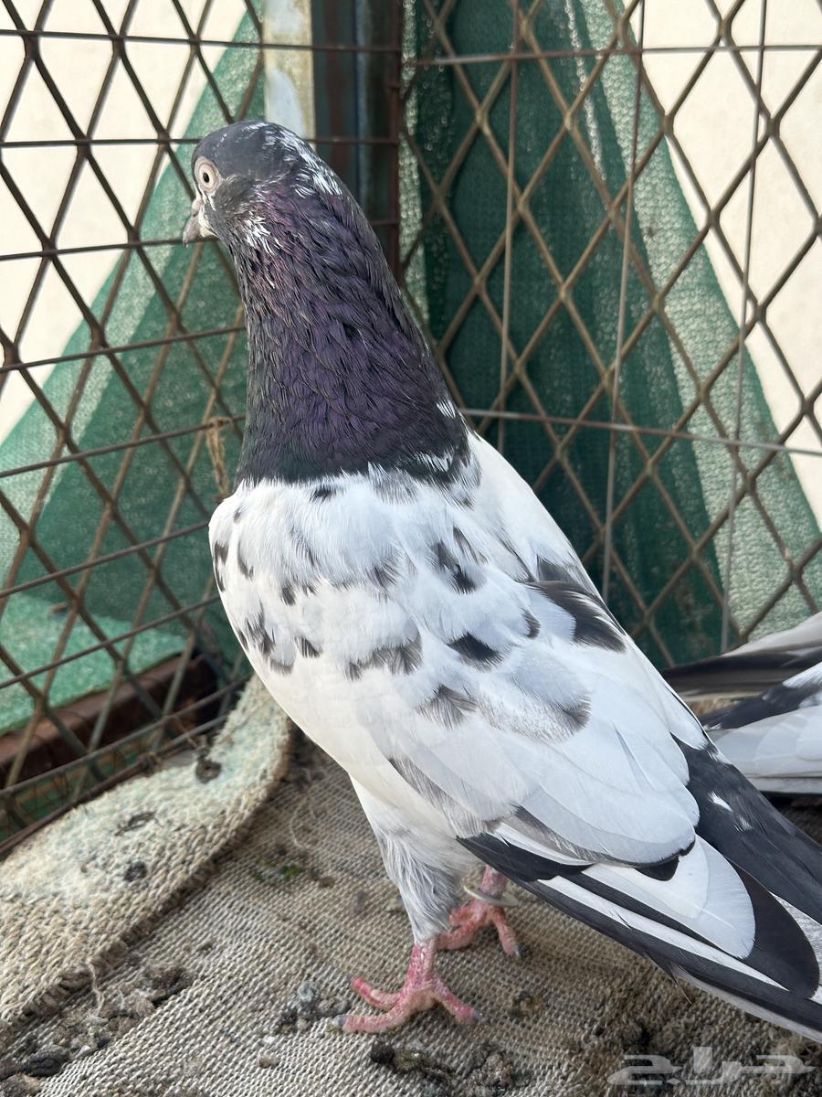 جوز تيدي64598437739779111