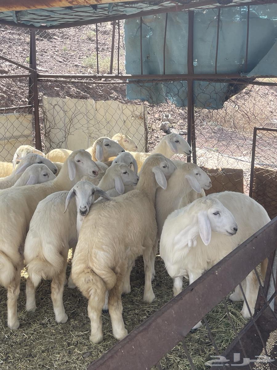 رخال ( تم البيع )64598819336322110