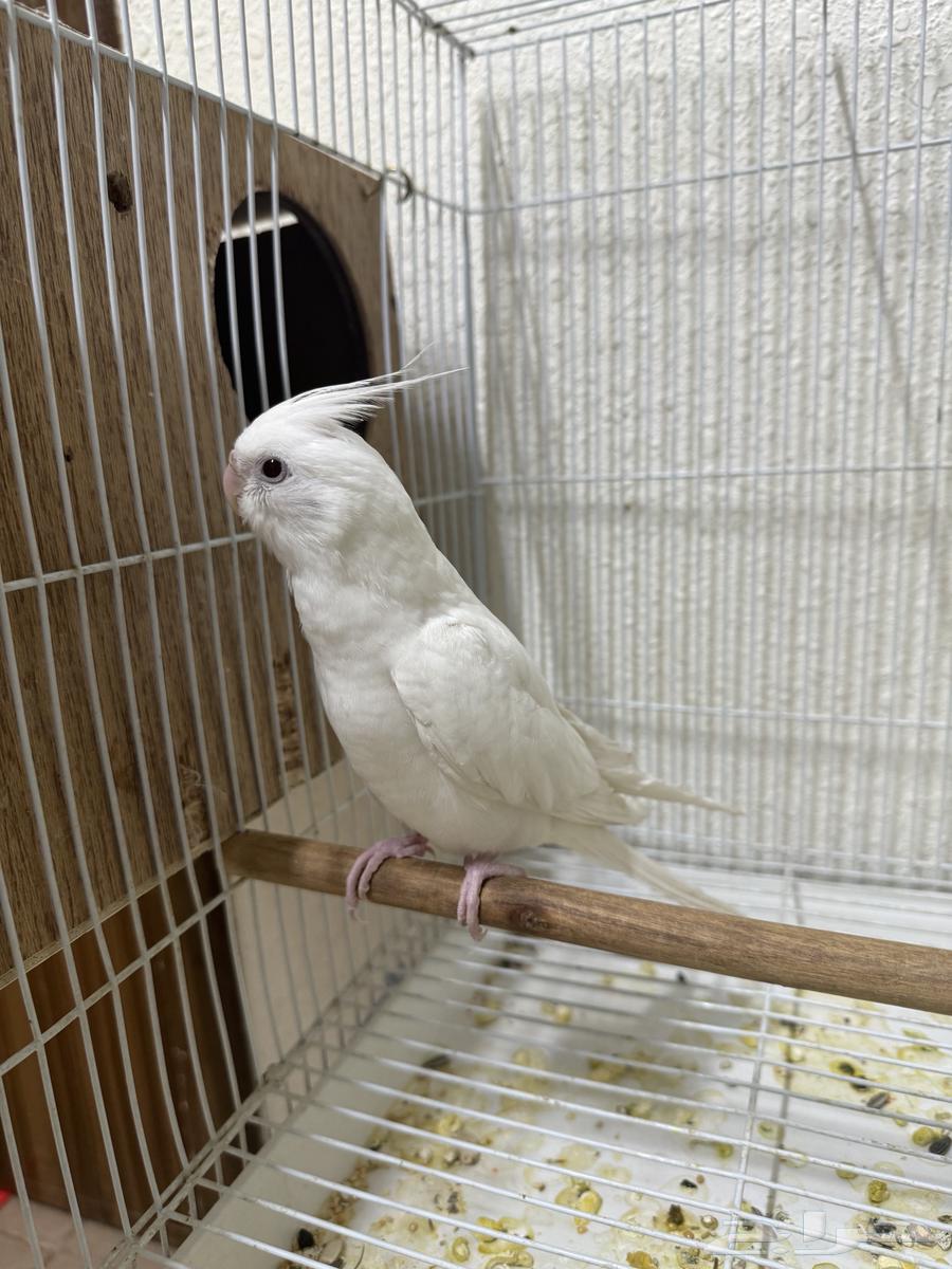 Pino's Crane (Sale Completed)64598929709059111