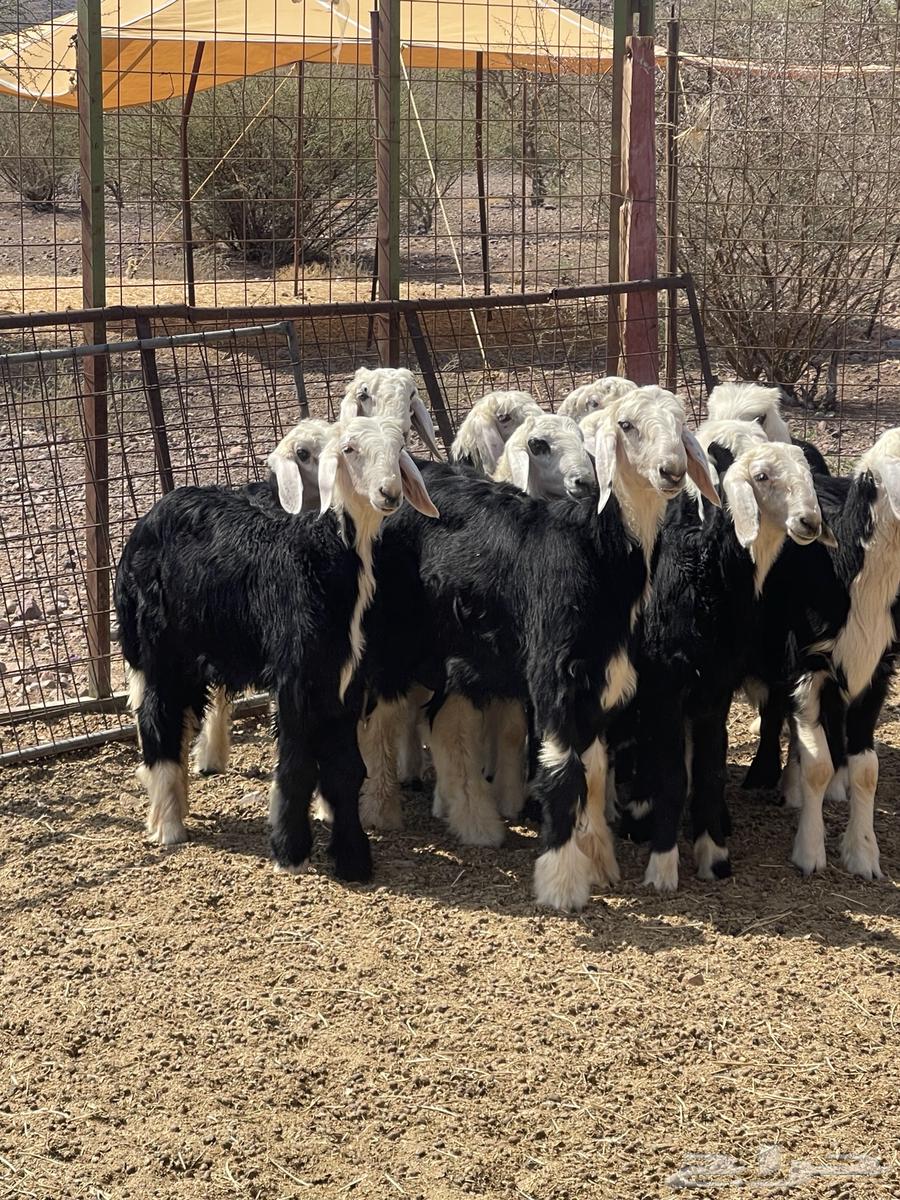 طليان نجد ( تم البيع )64598831732354112