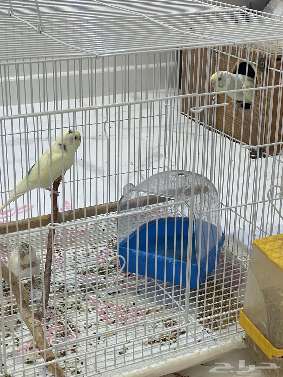 طيور بادجي وروز64597041668225111