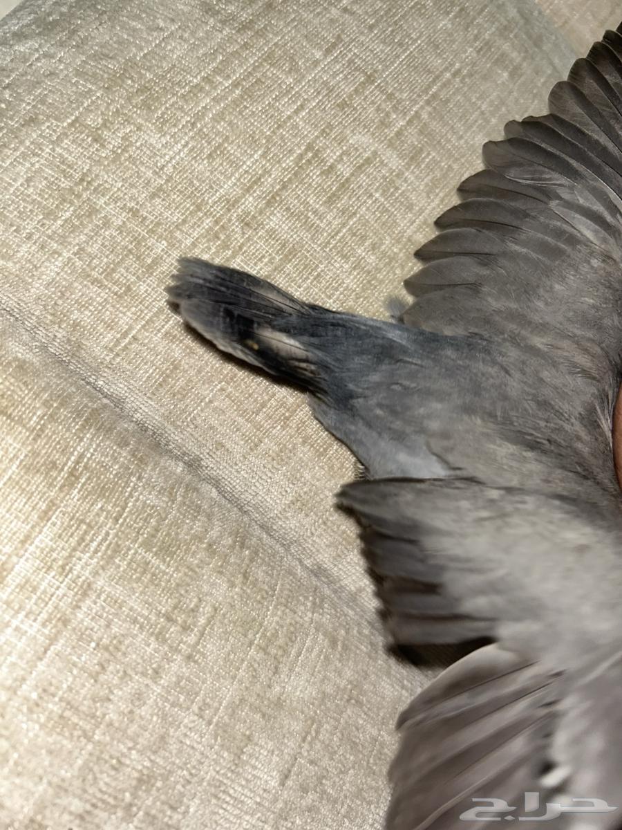 روز مفطوم هدد64412224367361114