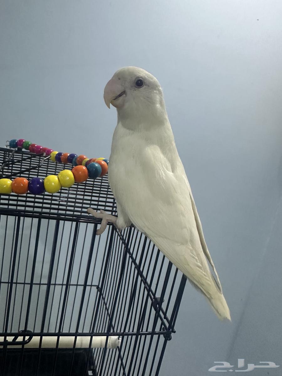 ببغاء روز البينو64596919747202113