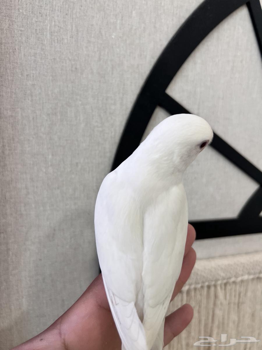 روز اللبينو الليف وهدد نهاية غر64598807164035112