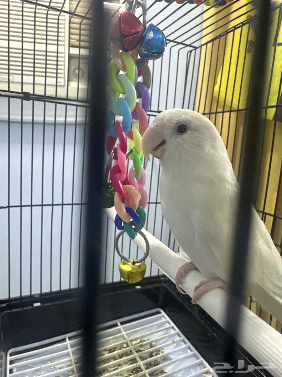 ببغاء روز البينو64596919747202110