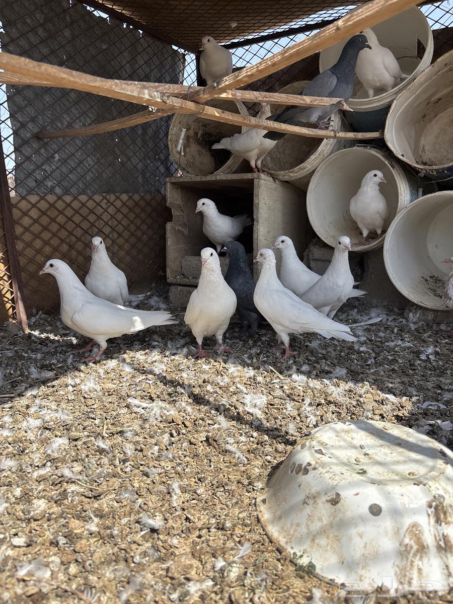 حمام فرنسي جامبو64598560876929111