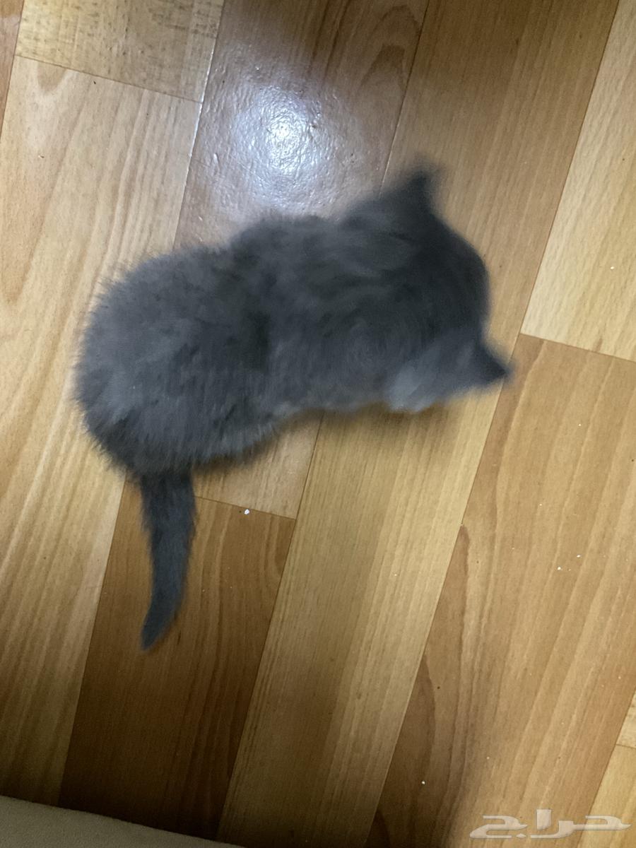 قطط صغيرة للتبني و تحتاج علاج64597923935489110