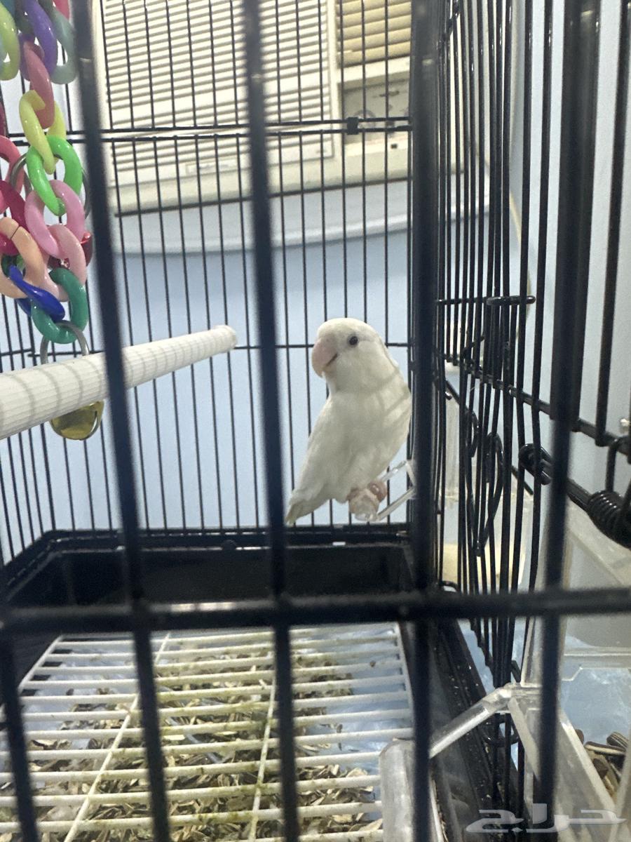 ببغاء روز البينو64596919747202111