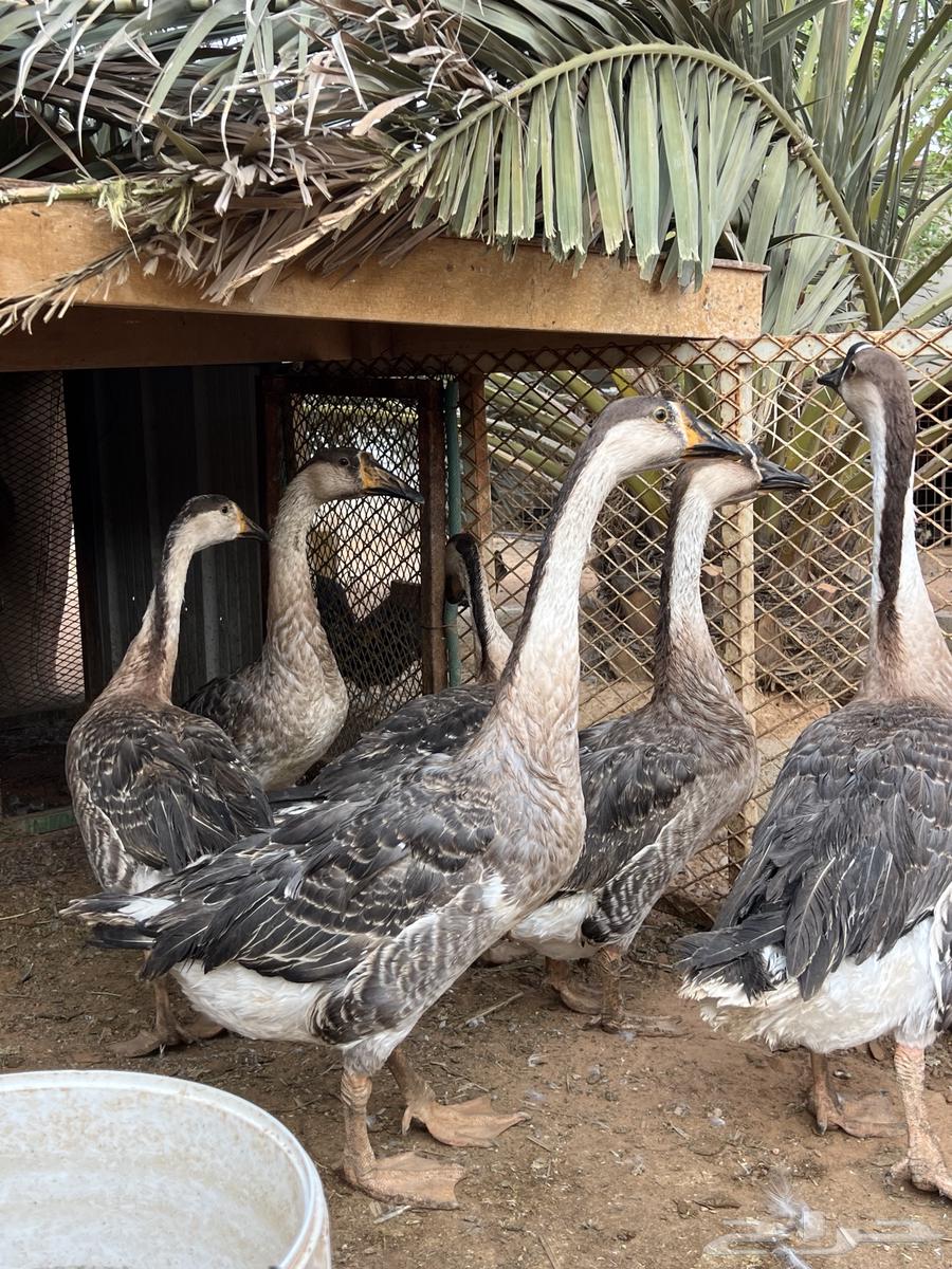 وز عراقي تم البيع64598314763138111