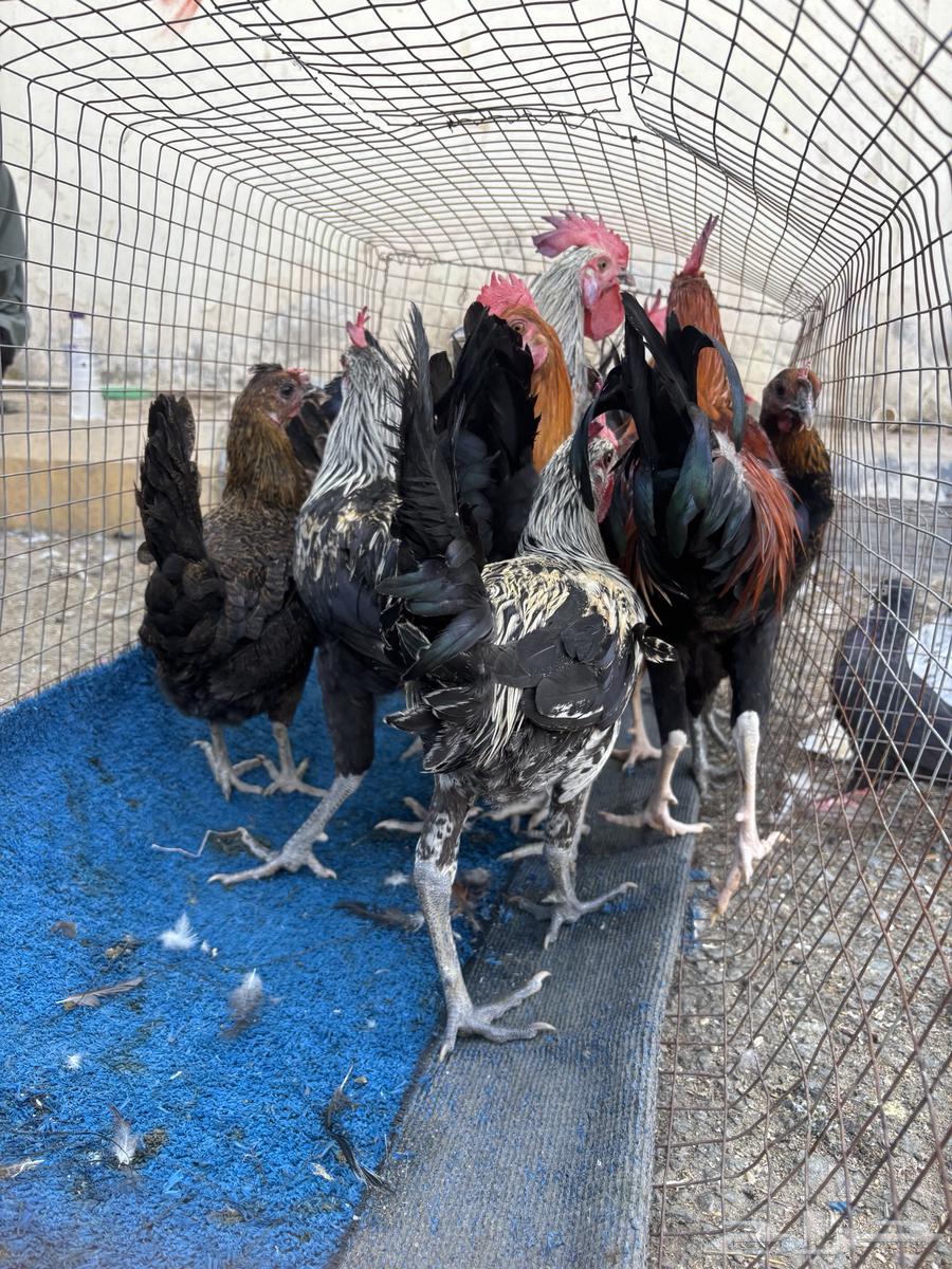 للبيع ديوك بلدي ودجاج64598203548673111