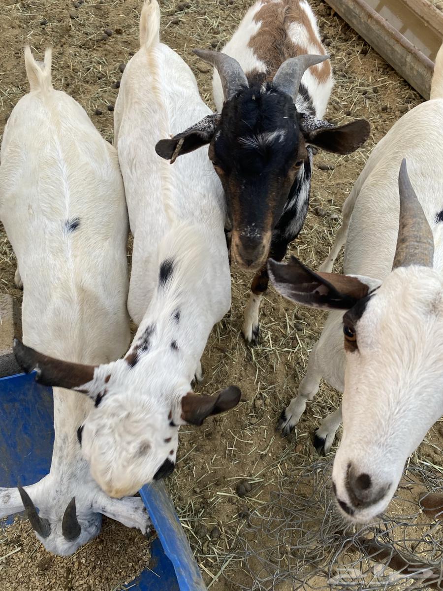 تيوس للبيع64598057701121112