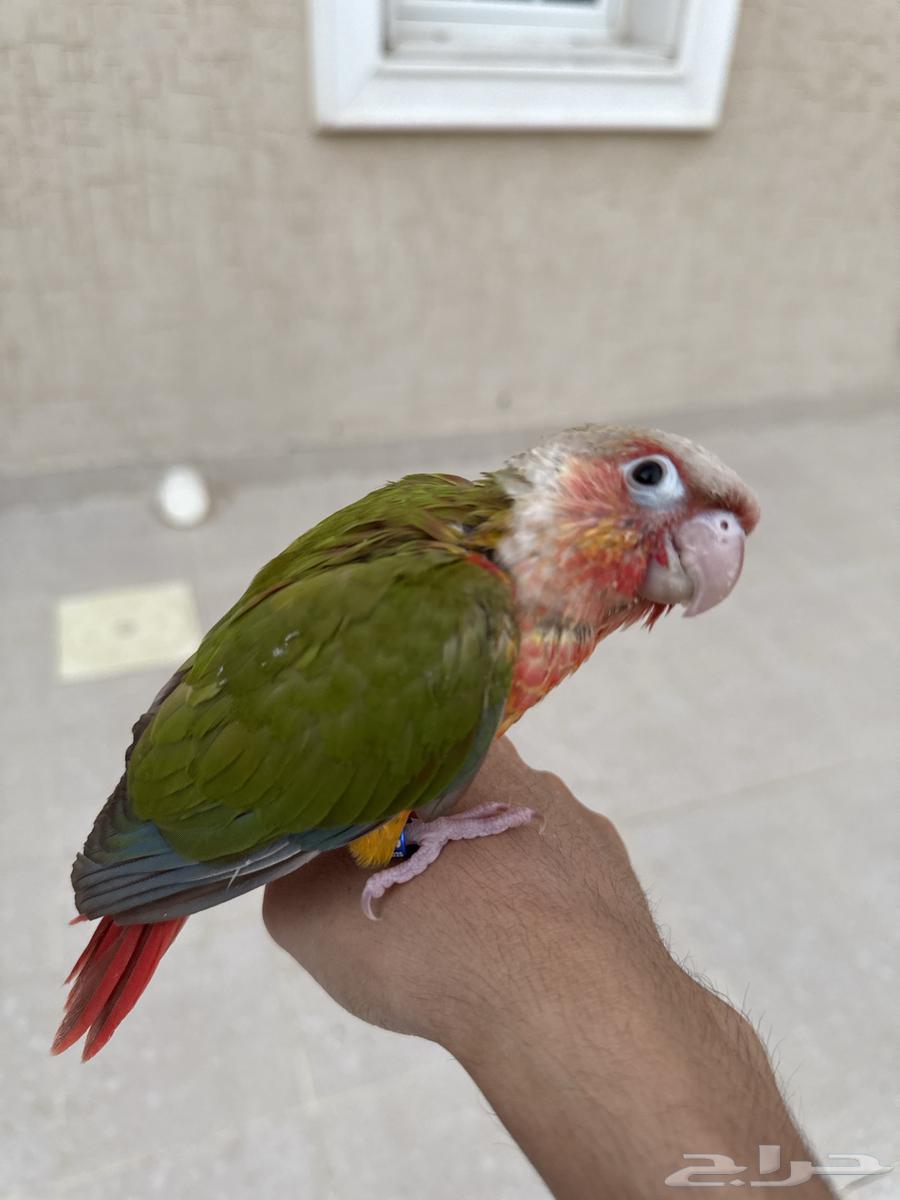 كنيور اناناس64598179023617112