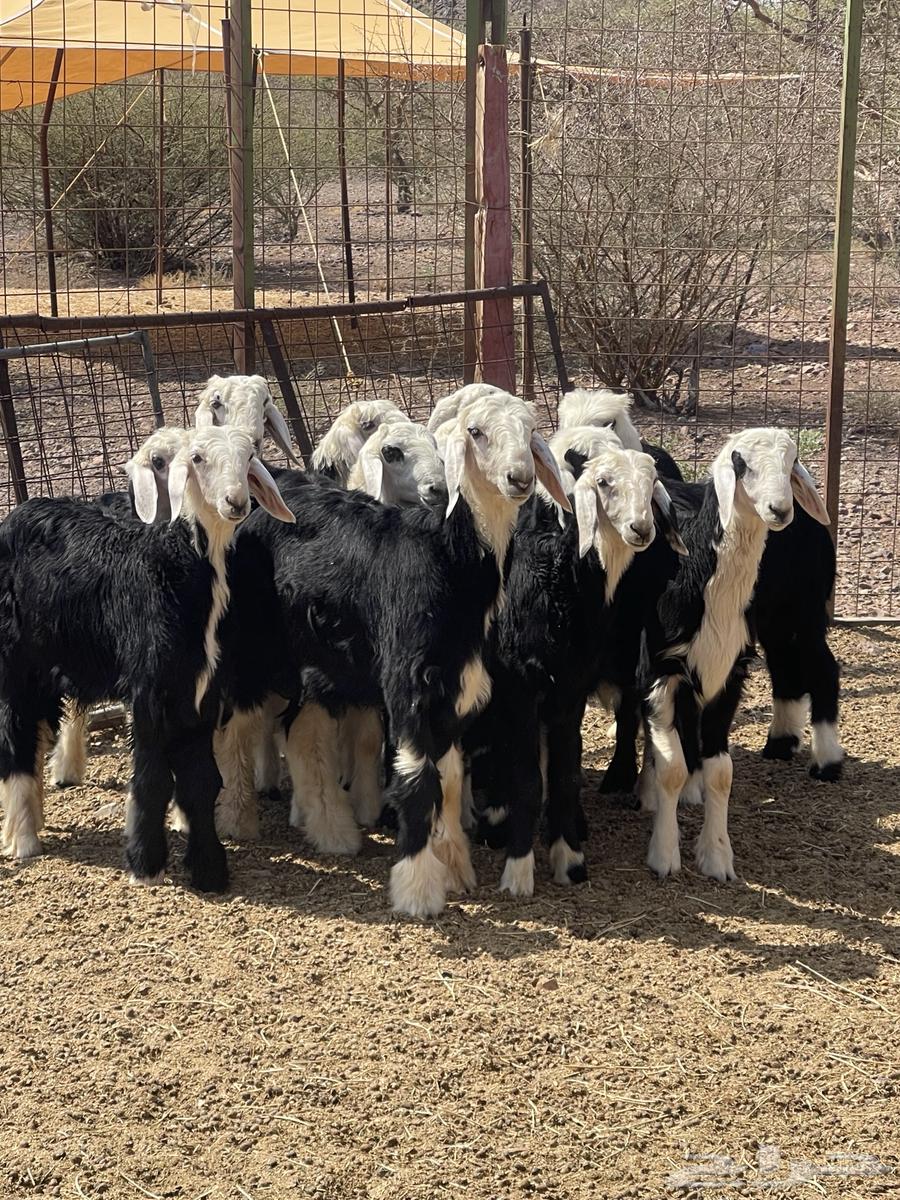 طليان نجد ( تم البيع )64598831732354113