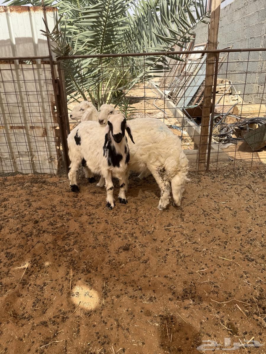 طليان حري للبيع64598708759298112