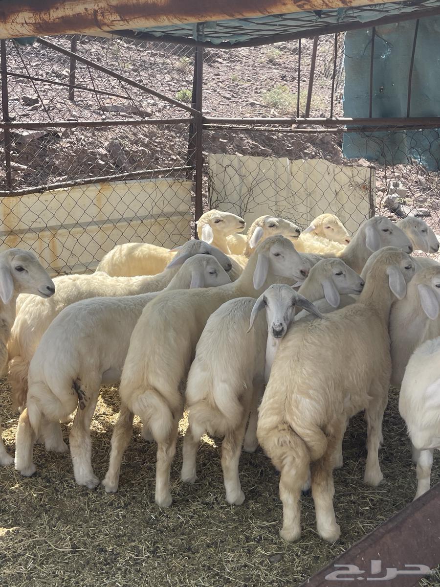 رخال ( تم البيع )64598819336322111