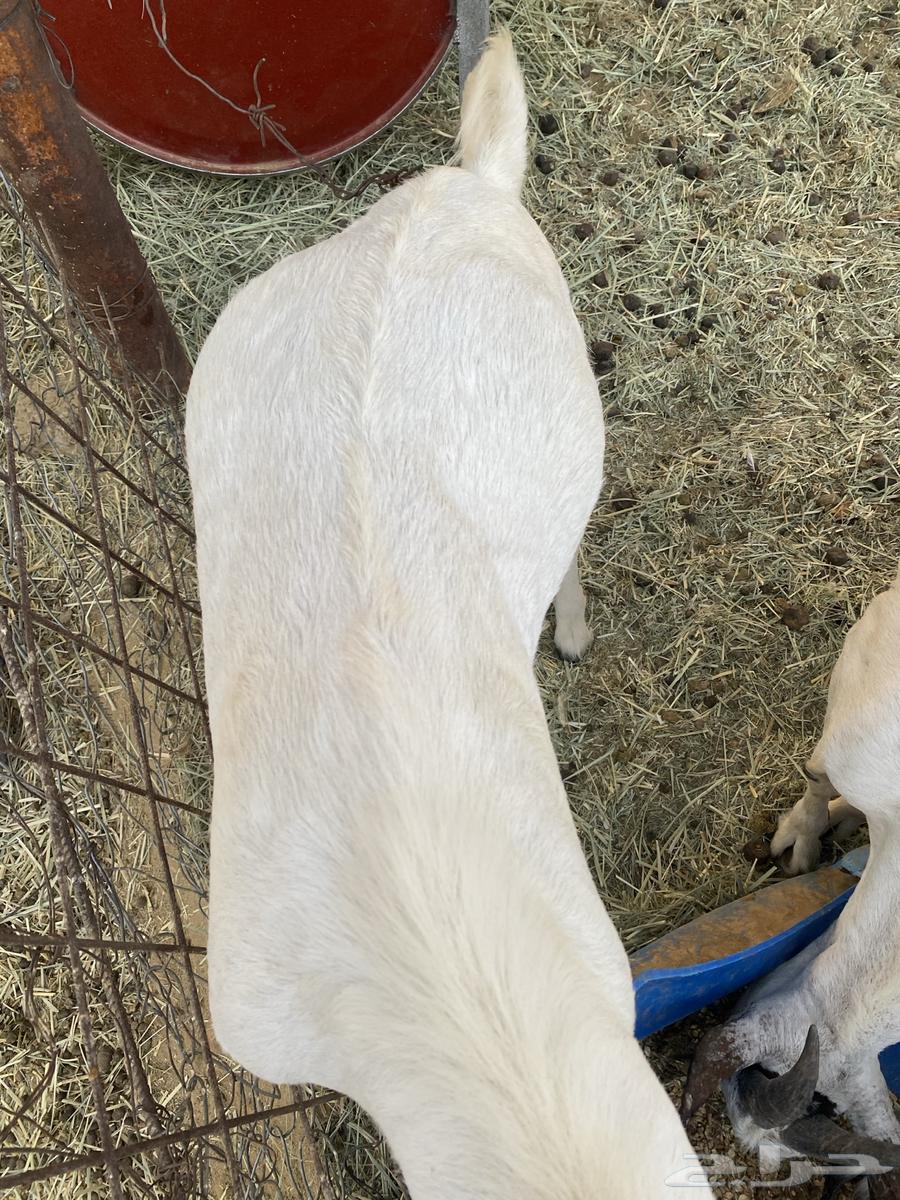 تيوس للبيع64598057701121113