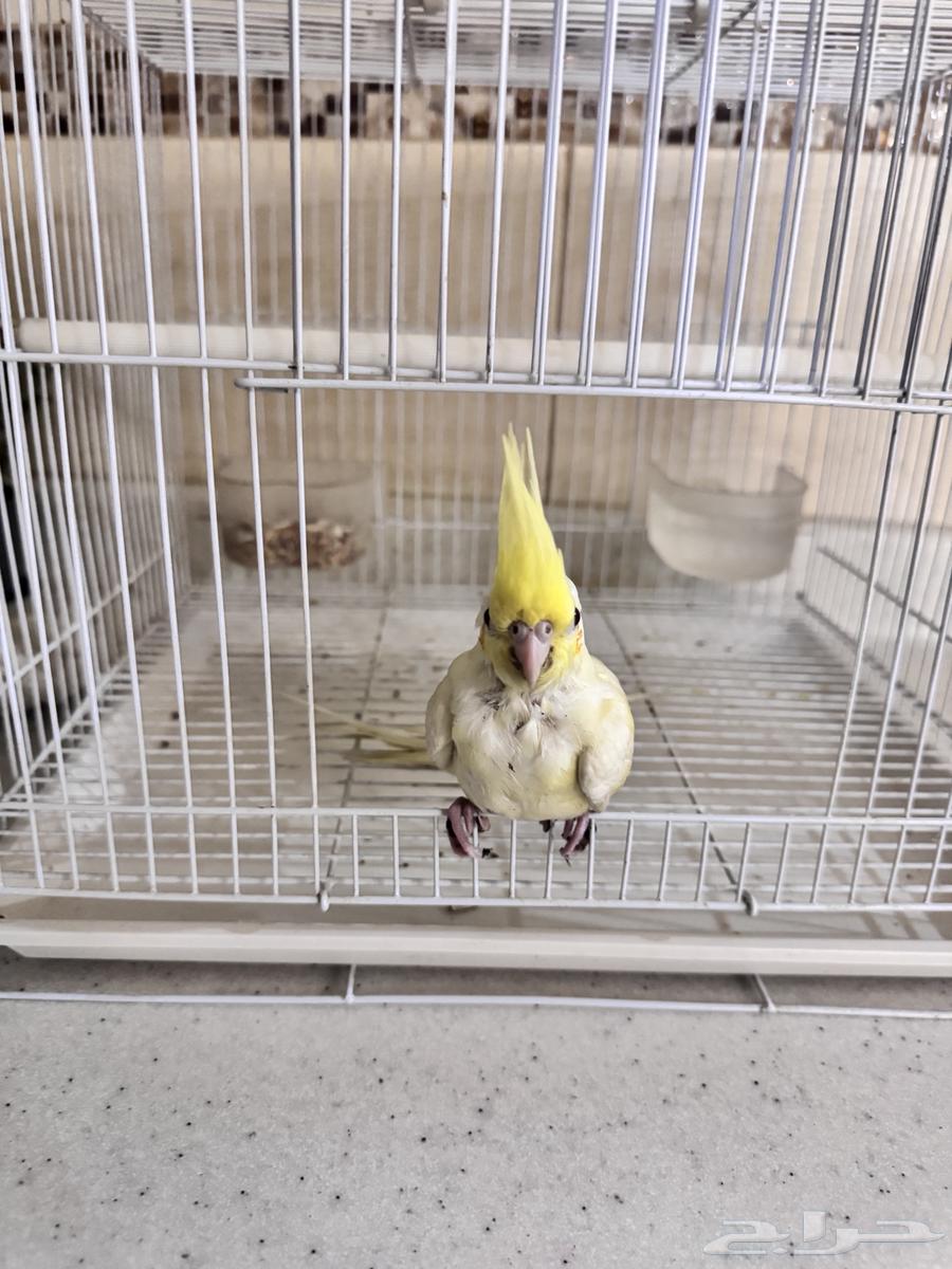 فرخ كروان اليف عمره..شهر او ازود بصحه جيده مع جميع مستلزمات64596846401281112