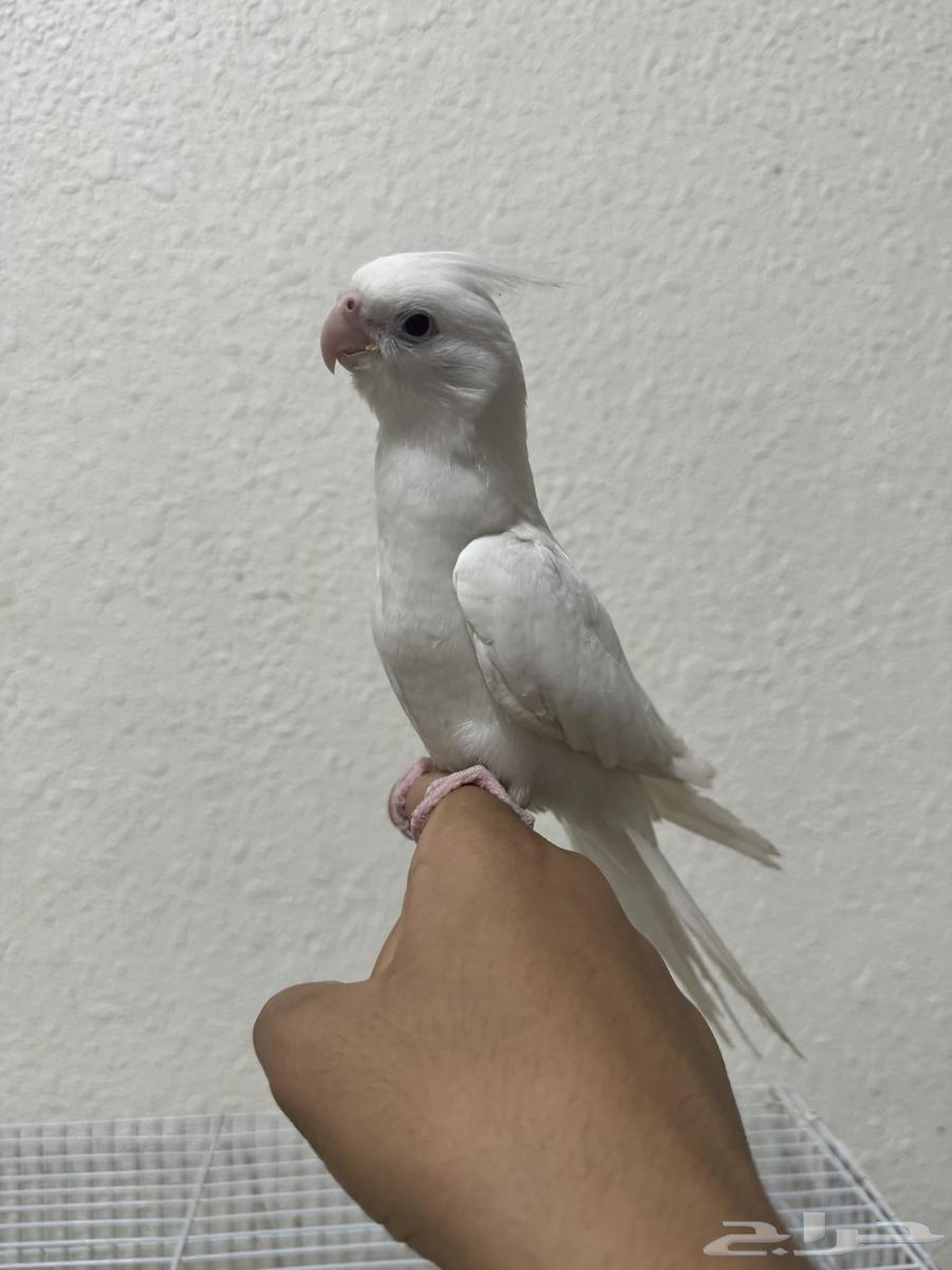 Pino's Crane (Sale Completed)64598929709059110