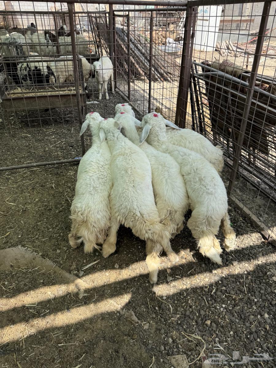 ذبايح - بهم - حري تم البيع64598597555714111