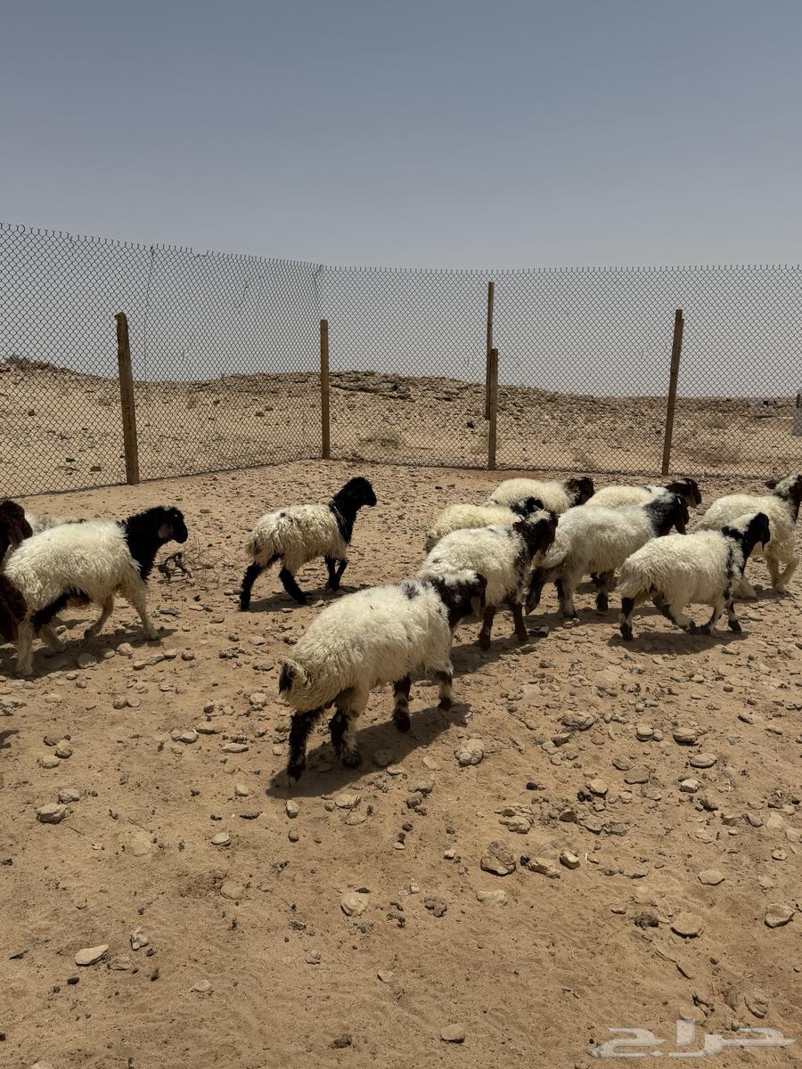 ذبايح نعيمي فاخر64598548465537112