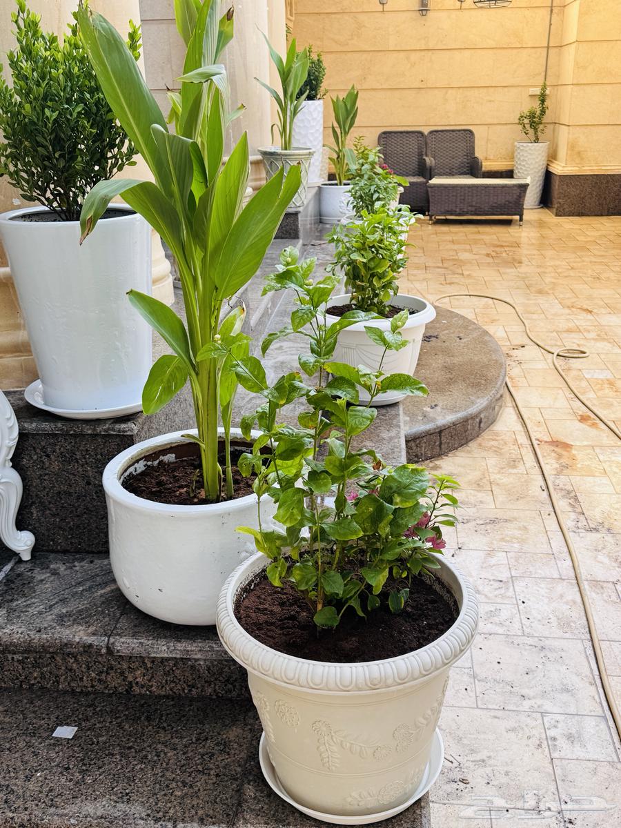 صيانة وتنسيق حدائق64158567764866114