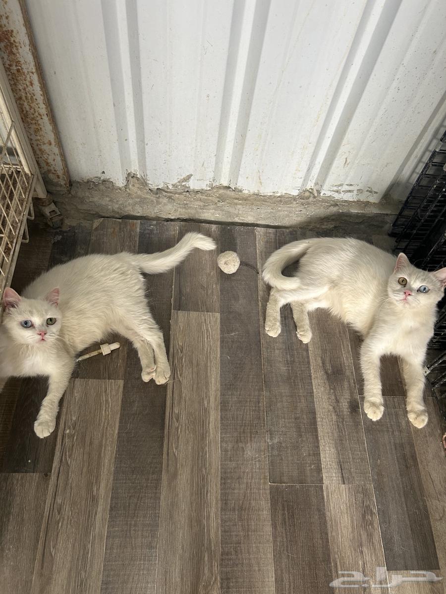 أنثى قطط برتش اخوات للبيع الرياض بسعر 400 ريال64598339518723110