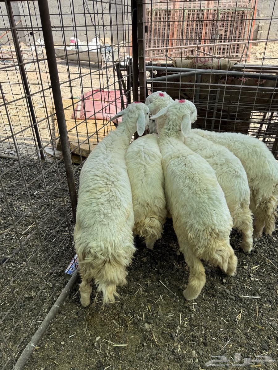 ذبايح - بهم - حري تم البيع64598597555714110