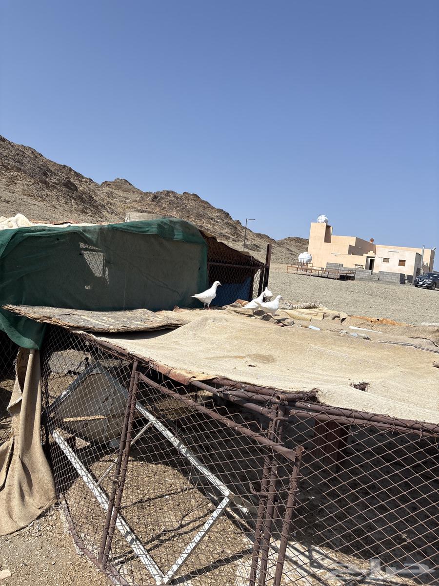 حمام فرنسي جامبو64598560876929114