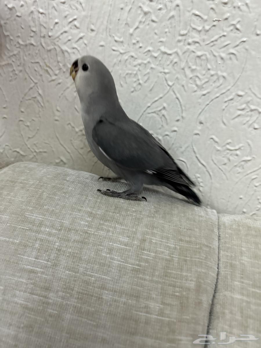 روز مفطوم هدد64412224367361112