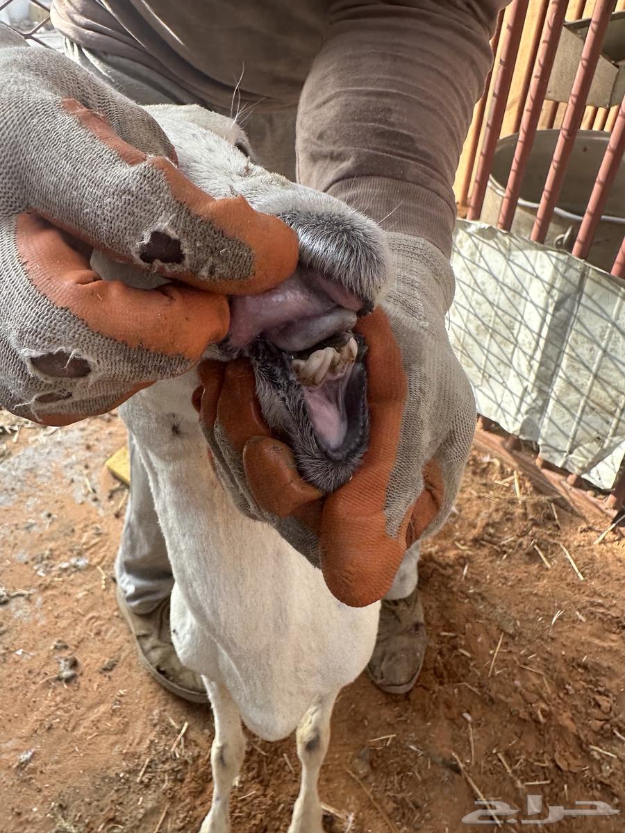 هجين حريات64598227924225111