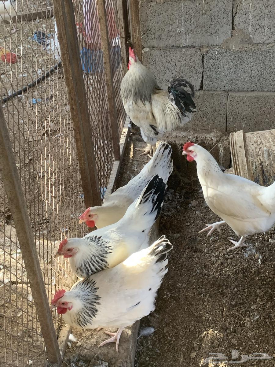 دجاج فرنسي كولمبي64598401146242111